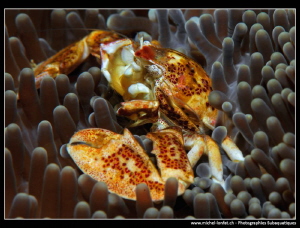 Porcelaine Crab.... :O) by Michel Lonfat 